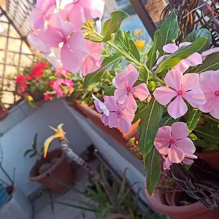 شقة Nanni's Terrace - 18 Min From The Port - Cyclist Friendly ساساري